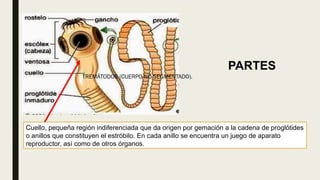TREMÁTODOS (CUERPO NO SEGMENTADO).
Cuello, pequeña región indiferenciada que da origen por gemación a la cadena de proglótides
o anillos que constituyen el estróbilo. En cada anillo se encuentra un juego de aparato
reproductor, así como de otros órganos.
PARTES
 
