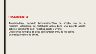 TRATAMIENTO
Triclabendazol, derivado benzoimidazólico de amplio uso en la
medicina veterinaria, su metabolito activo tiene una potente acción
sobre el tegumento de F. hepática adulta y juvenil.
Dosis única 10mg/kg de peso con curación 80% de los casos.
El praziquantel no es eficaz.
 