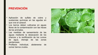 PREVENCIÓN
• Aplicación de sulfato de cobre y
sustancias químicas en las agudas en
que vive el caracol.
• Los berros deben cultivarse en aguas
libres de la contaminación con las heces
de los animales.
• Las medidas de saneamiento de las
aguas mediante la desecación de los
charcos y la rectificación de los cursos
de agua, drenaje de las zonas
pantanosas.
• Profilaxis individual, abstenerse de
comer berros crudos.
 