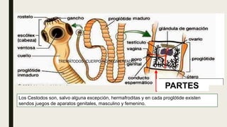 TREMÁTODOS (CUERPO NO SEGMENTADO).
Los Cestodos son, salvo alguna excepción, hermafroditas y en cada proglótide existen
sendos juegos de aparatos genitales, masculino y femenino.
PARTES
 