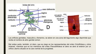 Los orificios genitales, masculino y femenino, se abren en una zona del tegumento algo deprimida que
recibe el nombre de atrio genital común.
Del ootipo parte, también, el útero, que es ciego en los representantes del orden Ciclofilídeos y otros
órdenes, mientras que en los miembros del orden Pseudofilídeos el útero se abre al exterior por un
orificio uterino situado en la cara ventral de la proglótide.
 