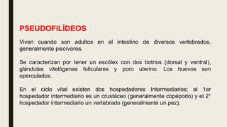 PSEUDOFILÍDEOS
Viven cuando son adultos en el intestino de diversos vertebrados,
generalmente piscívoros.
Se caracterizan por tener un escólex con dos botrios (dorsal y ventral),
glándulas vitelógenas foliculares y poro uterino. Los huevos son
operculados.
En el ciclo vital existen dos hospedadores Intermediarios; el 1er
hospedador intermediario es un crustáceo (generalmente copépodo) y el 2°
hospedador intermediario un vertebrado (generalmente un pez).
 