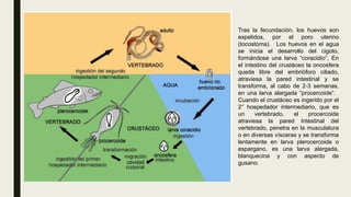 Tras la fecundación, los huevos son
expelidos, por el poro uterino
(tocostoma). Los huevos en el agua
se inicia el desarrollo del cigoto,
formándose una larva “coracidio”, En
el intestino del crustáceo la oncosfera
queda libre del embrióforo ciliado,
atraviesa la pared intestinal y se
transforma, al cabo de 2 3 semanas,
‐
en una larva alargada “procercoide”.
Cuando el crustáceo es ingerido por el
2° hospedador intermediario, que es
un vertebrado, el procercoide
atraviesa la pared Intestinal del
vertebrado, penetra en la musculatura
o en diversas vísceras y se transforma
lentamente en larva plerocercoide o
espargano, es una larva alargada,
blanquecina y con aspecto de
gusano.
 