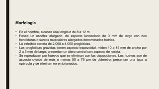 Morfología
- En el hombre, alcanza una longitud de 8 a 12 m.
- Posee un escólex alargado, de aspecto lanceolado de 3 mm de largo con dos
hendiduras o surcos musculares alargados denominados botrias.
- La estróbila consta de 2.000 a 4.000 proglótidas.
- Las proglótidas grávidas tienen aspecto trapezoidal, miden 10 a 15 mm de ancho por
2 a 5 mm de largo; presentan un útero central con aspecto de roseta.
- Se reproducen por huevos que se eliminan con las deposiciones. Los huevos son de
aspecto ovoide de más o menos 50 a 75 µm de diámetro, presentan una tapa u
opérculo y se eliminan no embrionados.
 
