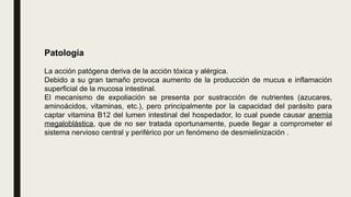 Patología
La acción patógena deriva de la acción tóxica y alérgica.
Debido a su gran tamaño provoca aumento de la producción de mucus e inflamación
superficial de la mucosa intestinal.
El mecanismo de expoliación se presenta por sustracción de nutrientes (azucares,
aminoácidos, vitaminas, etc.), pero principalmente por la capacidad del parásito para
captar vitamina B12 del lumen intestinal del hospedador, lo cual puede causar anemia
megaloblástica, que de no ser tratada oportunamente, puede llegar a comprometer el
sistema nervioso central y periférico por un fenómeno de desmielinización .
 