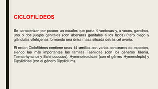 CICLOFILÍDEOS
Se caracterizan por poseer un escólex que porta 4 ventosas y, a veces, ganchos,
uno o dos juegos genitales (con aberturas genitales a los lados) útero ciego y
glándulas vitelógenas formando una única masa situada detrás del ovario.
El orden Ciclofilídeos contiene unas 14 familias con varios centenares de especies,
siendo las más importantes las familias Taeniidae (con los géneros Taenia,
Taeniarhynchus y Echinococcus), Hymenolepididae (con el género Hymenolepis) y
Dipylididae (con el género Dipylidium).
 