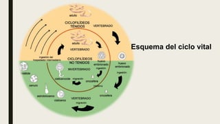 Esquema del ciclo vital
 