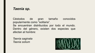 Taenia sp.
Céstodos de gran tamaño conocidos
popularmente como “solitaria”.
Se encuentran distribuídos por todo el mundo.
Dentro del género, existen dos especies que
afectan al hombre:
Taenia saginata
Taenia solium
 