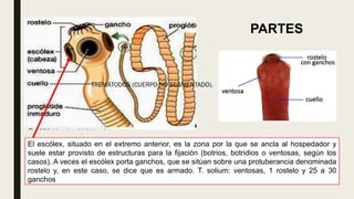 TREMÁTODOS (CUERPO NO SEGMENTADO).
El escólex, situado en el extremo anterior, es la zona por la que se ancla al hospedador y
suele estar provisto de estructuras para la fijación (botrios, botridios o ventosas, según los
casos). A veces el escólex porta ganchos, que se sitúan sobre una protuberancia denominada
rostelo y, en este caso, se dice que es armado. T. solium: ventosas, 1 rostelo y 25 a 30
ganchos
PARTES
 