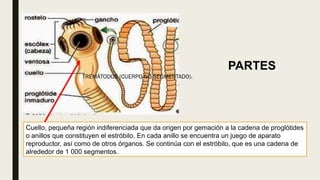 TREMÁTODOS (CUERPO NO SEGMENTADO).
Cuello, pequeña región indiferenciada que da origen por gemación a la cadena de proglótides
o anillos que constituyen el estróbilo. En cada anillo se encuentra un juego de aparato
reproductor, así como de otros órganos. Se continúa con el estróbilo, que es una cadena de
alrededor de 1 000 segmentos.
PARTES
 