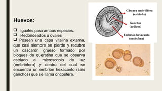 Huevos:
 Iguales para ambas especies.
 Redondeados u ovales
 Poseen una capa vitelina externa,
que casi siempre se pierde y recubre
un cascarón grueso formado por
bloques de queratina que se observa
estriado al microscopio de luz
(embrióforo) y dentro del cual se
encuentra un embrión hexacanto (seis
ganchos) que se llama oncosfera.
 