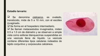 Estadio larvario:
 Se denomina cisticerco, es ovalado,
translúcido, mide de 5 a 10 mm, con el escólex
invaginado.
 Se forma en el hospedero intermediario.
 Se llaman metacestodos invaginados, miden
0.5 a 1.0 cm de diámetro y se observan a simple
vista como esferas blanquecinas suspendidas en
una vesícula llena de líquido. La vesícula
contiene diferentes tipos celulares rodeados de
tejido conjuntivo y corpúsculos calcáreos.
 