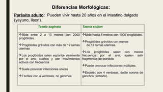 Taenia saginata Taenia solium
Mide entre 2 a 10 metros con 2000
proglótides.
Proglótides grávidos con más de 12 ramas
uterinas
Los proglótides salen espontá- neamente
por el ano, sueltos y con movimientos
activos con frecuencia
Suele provocar infecciones únicas
Escólex con 4 ventosas, no ganchos
Mide hasta 5 metros con 1000 proglótides.
Proglótides grávidos con menos
de 12 ramas uterinas.
Los proglótides salen con menos
frecuencia por el ano, suelen salir
fragmentos de estróbilo
Puede provocar infecciones múltiples.
Escólex con 4 ventosas, doble corona de
ganchos (armado).
Parásito adulto: Pueden vivir hasta 20 años en el intestino delgado
(yeyuno, ileon).
Diferencias Morfológicas:
 