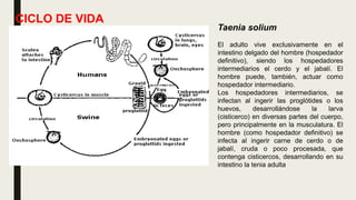 Taenia solium
El adulto vive exclusivamente en el
intestino delgado del hombre (hospedador
definitivo), siendo los hospedadores
intermediarios el cerdo y el jabalí. El
hombre puede, también, actuar como
hospedador intermediario.
Los hospedadores intermediarios, se
infectan al ingerir las proglótides o los
huevos, desarrollándose la larva
(cisticerco) en diversas partes del cuerpo,
pero principalmente en la musculatura. El
hombre (como hospedador definitivo) se
infecta al ingerir carne de cerdo o de
jabalí, cruda o poco procesada, que
contenga cisticercos, desarrollando en su
intestino la tenia adulta
CICLO DE VIDA
 