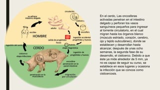 En el cerdo, Las oncosferas
activadas penetran en el intestino
delgado y perforan los vasos
sanguíneos pequeños para ingresar
al torrente circulatorio, en el cual
migran hasta los órganos blanco
(músculo estriado, corazón, cerebro,
ojo y tejido subcutáneo), donde se
establecen y desarrollan hasta
alcanzar, después de unas ocho
semanas, la segunda fase de su
desarrollo, el cisticerco. Debido a que
éste ya mide alrededor de 5 mm, ya
no es capaz de seguir su curso, se
establece en esos lugares y ocasiona
la infección que se conoce como
cisticercosis.
 