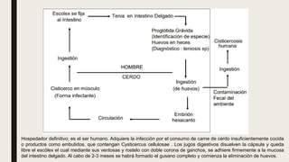Hospedador definitivo; es el ser humano. Adquiere la infección por el consumo de carne de cerdo insuficientemente cocida
o productos como embutidos, que contengan Cysticercus cellulosae . Los jugos digestivos disuelven la cápsula y queda
libre el escólex el cual mediante sus ventosas y rostelo con doble corona de ganchos, se adhiere firmemente a la mucosa
del intestino delgado. Al cabo de 2-3 meses se habrá formado el gusano completo y comienza la eliminación de huevos.
 