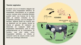 Taeniar saginatus
El adulto vive en el intestino delgado del
hombre, único hospedador definitivo. El
hospedador intermediario es el ganado
vacuno, aunque otros rumiantes también
pueden serlo. Los huevos de la tenia
salen al exterior incluidos en las
proglótides grávidas, que se desgajan al
secarse, dejando libres los huevos que
se dispersan por los pastos, donde se
infecta el ganado. El cisticerco se
desarrolla en cualquier tejido del
hospedador intermediario, pero lo hace
preferentemente en la musculatura. El
hombre, que sólo actúa como
hospedador definitivo, se infecta al
consumir carne de vacuno cruda o poco
hecha que contenga cisticercos
 