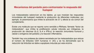 Mecanismos del parásito para contrarrestar la respuesta del
huésped
Los metacestodos sobreviven en los tejidos, ya que modulan las respuestas
inmunitarias del huésped mediante la producción de diferentes moléculas; por
ejemplo, la paramiosina que inhibe la activación de C1 y afecta la vía común del
complemento.
Existe una molécula que se reporta como sensible a RNAasa, llamada “factor de
metacestodo”, que inhibe la proliferación celular inducida por mitógenos, la
producción de citocinas (IL-2, IL-4 e IFN-γ), la reacción inmunitaria humoral y
celular a antígenos del parásito y la reacción inflamatoria.
También hay una proteasa de cistena secretada por los metacestodos que reduce
el número de linfocitos CD4 humanos in vitro y se ha demostrado que la
reducción de linfocitos se debe a apoptosis inducida por esta enzima.
 