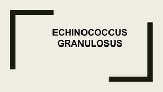 ECHINOCOCCUS
GRANULOSUS
 