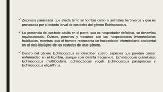  Zoonosis parasitaria que afecta tanto al hombre como a animales herbívoros y que es
provocada por el estado larval de cestodes del género Echinococcus.
 La presencia del cestode adulto en el perro, que es hospedador definitivo, se denomina
equinococosis. Ovinos, porcinos y vacunos son los hospedadores intermediarios
habituales, mientras que el hombre representa un hospedador intermediario accidental
en el ciclo biológico de los cestodes de este género.
 Dentro del género Echinococcus se describen cuatro especies que pueden causar
enfermedad en el hombre, aunque con distinta frecuencia: Echinococcus granulosus;
Echinococcus multilocularis, Echinococcus vogeli, Echinococcus patagonicus y
Echinococcus oligarthrus.
 
