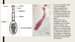 • En su forma adulta, mide 3
a 6 mm de longitud.
• Está compuesto por el
escólex piriforme que
presenta 4 ventosas y 30 a
40 ganchos que miden 30
μm y están dispuestos en
una doble corona para su
fijación.
• Tiene cuello corto y
estróbilo con sólo tres
proglótidos, de los cuales
uno es inmaduro, otro
maduro y el último grávido.
• Mide 2 mm y posee ramas
uterinas que contienen 500
a 1 500 huevos esféricos o
elipsoidales; se desprende
del estróbilo y se desintegra
dejando los huevos libres
en el entorno.
 