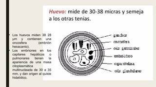 • Los huevos miden 38 28
μm y contienen una
oncosfera (embrión
hexacanto).
• Los embriones en los
capilares hepáticos o
pulmonares tienen la
apariencia de una masa
citoplasmática
multinucleada de 30 a 35
mm, y dan origen al quiste
hidatídico.
 