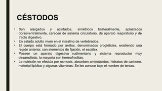 • Son alargados y acintados, simétricos bilateralmente, aplastados
dorsoventralmente, carecen de sistema circulatorio, de aparato respiratorio y de
tracto digestivo.
• En estado adulto viven en el intestino de vertebrados.
• El cuerpo está formado por anillos, denominados proglótides, existiendo una
región anterior, con elementos de fijación, el escólex.
• Poseen un aparato digestivo rudimentario y sistema reproductor muy
desarrollado, la mayoría son hermafroditas.
• La nutrición se efectúa por osmosis, absorben aminoácidos, hidratos de carbono,
material lipídico y algunas vitaminas. Se les conoce bajo el nombre de tenias.
CÉSTODOS
 