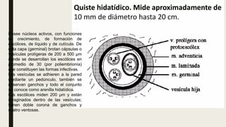 Posee núcleos activos, con funciones
de crecimiento, de formación de
escólices, de líquido y de cutícula. De
esta capa (germinal) brotan cápsulas o
vesículas prolígeras de 200 a 500 μm
donde se desarrollan los escólices en
promedio de 30 (por poliembrionía)
que constituyen las formas infectivas.
Las vesículas se adhieren a la pared
mediante un pedúnculo, también se
observan ganchos y todo el conjunto
se conoce como arenilla hidatídica.
Los escólices miden 200 μm y están
invaginados dentro de las vesículas;
tienen doble corona de ganchos y
cuatro ventosas.
 