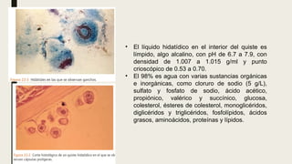 • El líquido hidatídico en el interior del quiste es
límpido, algo alcalino, con pH de 6.7 a 7.9, con
densidad de 1.007 a 1.015 g/ml y punto
crioscópico de 0.53 a 0.70.
• El 98% es agua con varias sustancias orgánicas
e inorgánicas, como cloruro de sodio (5 g/L),
sulfato y fosfato de sodio, ácido acético,
propiónico, valérico y succínico, glucosa,
colesterol, ésteres de colesterol, monoglicéridos,
diglicéridos y triglicéridos, fosfolípidos, ácidos
grasos, aminoácidos, proteínas y lípidos.
 