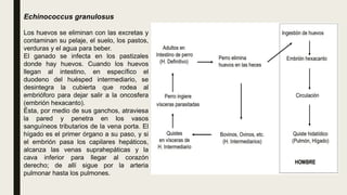 Echinococcus granulosus
Los huevos se eliminan con las excretas y
contaminan su pelaje, el suelo, los pastos,
verduras y el agua para beber.
El ganado se infecta en los pastizales
donde hay huevos. Cuando los huevos
llegan al intestino, en específico el
duodeno del huésped intermediario, se
desintegra la cubierta que rodea al
embrióforo para dejar salir a la oncosfera
(embrión hexacanto).
Ésta, por medio de sus ganchos, atraviesa
la pared y penetra en los vasos
sanguíneos tributarios de la vena porta. El
hígado es el primer órgano a su paso, y si
el embrión pasa los capilares hepáticos,
alcanza las venas suprahepáticas y la
cava inferior para llegar al corazón
derecho; de allí sigue por la arteria
pulmonar hasta los pulmones.
 