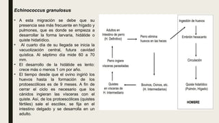 Echinococcus granulosus
• A esta migración se debe que su
presencia sea más frecuente en hígado y
pulmones, que es donde se empieza a
desarrollar la forma larvaria, hidátide o
quiste hidatídico.
• Al cuarto día de su llegada se inicia la
vacuolización central, futura cavidad
quística. Al séptimo día mide 60 a 70
mm.
• El desarrollo de la hidátide es lento:
crece más o menos 1 cm por año.
• El tiempo desde que el ovino ingirió los
huevos hasta la formación de los
protoescólices es de 9 meses. A fin de
cerrar el ciclo es necesario que los
cánidos ingieran las vísceras con el
quiste. Así, de los protoescólices (quistes
fértiles) sale el escólex, se fija en el
intestino delgado y se desarrolla en un
adulto.
 