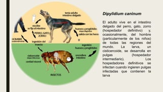 Dipylidium caninum
El adulto vive en el intestino
delgado del perro, gato, zorro
(hospedador definitivo) y,
ocasionalmente, del hombre
(particularmente de los niños)
de todas las regiones del
mundo. La larva, un
cisticercoide, se desarrolla en
pulgas (hospedador
intermediario). Los
hospedadores definitivos se
infectan cuando ingieren pulgas
infectadas que contienen la
larva
 