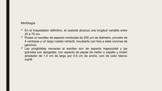 Morfología
 En el hospedador definitivo, el cestode alcanza una longitud variable entre
20 a 70 cm.
 Posee un escólex de aspecto romboidal de 250 µm de diámetro, provisto de
4 ventosas y un largo rostelo retráctil, recubierto con tres a siete coronas de
ganchos.
 Las proglótidas cercanas al escólex son de aspecto trapezoidal y las
grávidas son alargadas, con aspecto de pepas de melón o zapallo y miden
alrededor de 1.5 cm de largo por 0.5 cm de ancho, son de color blanco
marfil.
 