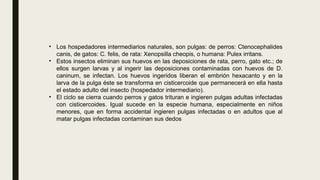 • Los hospedadores intermediarios naturales, son pulgas: de perros: Ctenocephalides
canis, de gatos: C. felis, de rata: Xenopsilla cheopis, o humana: Pulex irritans.
• Estos insectos eliminan sus huevos en las deposiciones de rata, perro, gato etc.; de
ellos surgen larvas y al ingerir las deposiciones contaminadas con huevos de D.
caninum, se infectan. Los huevos ingeridos liberan el embrión hexacanto y en la
larva de la pulga éste se transforma en cisticercoide que permanecerá en ella hasta
el estado adulto del insecto (hospedador intermediario).
• El ciclo se cierra cuando perros y gatos trituran e ingieren pulgas adultas infectadas
con cisticercoides. Igual sucede en la especie humana, especialmente en niños
menores, que en forma accidental ingieren pulgas infectadas o en adultos que al
matar pulgas infectadas contaminan sus dedos
 