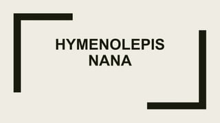 HYMENOLEPIS
NANA
 