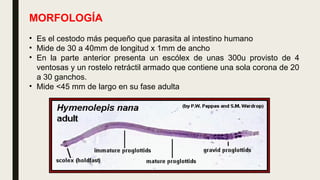 MORFOLOGÍA
• Es el cestodo más pequeño que parasita al intestino humano
• Mide de 30 a 40mm de longitud x 1mm de ancho
• En la parte anterior presenta un escólex de unas 300u provisto de 4
ventosas y un rostelo retráctil armado que contiene una sola corona de 20
a 30 ganchos.
• Mide <45 mm de largo en su fase adulta
 