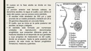 El cuerpo en la fase adulta se divide en tres
regiones:
La porción anterior mal llamada cabeza, se
denomina escólex; le sigue el cuello y por último el
resto del cuerpo, que se conoce como estróbilo.
• El escólex mide alrededor de 300 μm y está
provisto de un rostelo protráctil y retráctil con 20 a
30 ganchos dispuestos en una sola hilera;
• El cuello, que se inicia en la parte posterior del
escólex, es largo y delgado.
• El estróbilo está formado por numerosas
unidades de reproducción denominadas
proglótidos, que presentan diferente grado de
madurez basada en el desarrollo de sus genitales
y cuyo progreso de maduración va del cuello,
donde se producen, hasta la parte posterior del
gusano; de este modo se llaman proglótidos
inmaduros, maduros y grávidos.
 