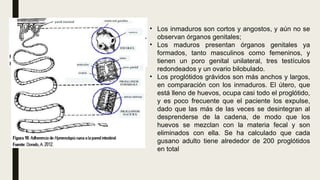 • Los inmaduros son cortos y angostos, y aún no se
observan órganos genitales;
• Los maduros presentan órganos genitales ya
formados, tanto masculinos como femeninos, y
tienen un poro genital unilateral, tres testículos
redondeados y un ovario bilobulado.
• Los proglótidos grávidos son más anchos y largos,
en comparación con los inmaduros. El útero, que
está lleno de huevos, ocupa casi todo el proglótido,
y es poco frecuente que el paciente los expulse,
dado que las más de las veces se desintegran al
desprenderse de la cadena, de modo que los
huevos se mezclan con la materia fecal y son
eliminados con ella. Se ha calculado que cada
gusano adulto tiene alrededor de 200 proglótidos
en total
 