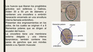 • Los huevos que liberan los proglótidos
grávidos son esféricos y hialinos,
miden 30 a 50 μm de diámetro y
contienen una oncosfera o embrión
hexacanto encerrado en una envoltura
interna llamada embrióforo.
• Presentan dos engrosamientos en los
polos, de los cuales se originan 4 a 8
filamentos polares que se dirigen al
ecuador del huevo.
• La oncosfera tiene una membrana
externa delgada y una interna
lipoproteica; también contiene tres
pares de ganchos que son móviles
debido a su fijación muscular.
 