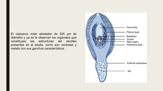 El cisticerco mide alrededor de 300 μm de
diámetro y ya se le observan los organelos que
constituyen las estructuras del escólex
presentes en el adulto, como son ventosas y
rostelo con sus ganchos característicos
 