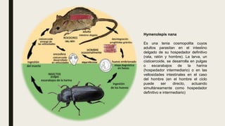 Hymenolepis nana
Es una tenia cosmopolita cuyos
adultos parasitan en el intestino
delgado de su hospedador definitivo
(rata, ratón y hombre). La larva, un
cisticercoide, se desarrolla en pulgas
o escarabajos de la harina
(hospedador intermediario) o en las
vellosidades intestinales en el caso
del hombre (en el hombre el ciclo
puede ser directo, actuando
simultáneamente como hospedador
definitivo e intermediario)
 