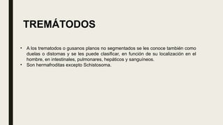 • A los trematodos o gusanos planos no segmentados se les conoce también como
duelas o distomas y se les puede clasificar, en función de su localización en el
hombre, en intestinales, pulmonares, hepáticos y sanguíneos.
• Son hermafroditas excepto Schistosoma.
TREMÁTODOS
 