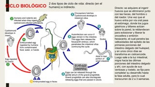 CICLO BIOLÓGICO Directo: se adquiere al ingerir
huevos que se eliminaron junto
con las heces, del hombre o
del roedor. Una vez que el
huevo entra por vía oral pasa
al estómago, donde los jugos
gástricos y biliares actúan
sobre la pared, la reblandecen
para eclosionar y liberar la
oncosfera o embrión
hexacanto, el cual penetra las
vellosidades del epitelio de las
primeras porciones del
intestino delgado del huésped,
y en unos cinco días se
transforma en cisticercoide.
Luego sale a la luz intestinal,
migra hacia las últimas
porciones del intestino delgado
y ahí, con ayuda de sus
ventosas y rostelo, se fija para
completar su desarrollo hasta
la fase adulta, para lo cual
transcurren de 2 a 3 semanas.
2 dos tipos de ciclo de vida: directo (en el
humano) e indirecto.
 