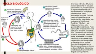 CICLO BIOLÓGICO En el ciclo indirecto, el humano,
aunque la mayoría de las veces
los roedores, se pueden infectar
al ingerir cisticercoides que se
encuentran en los huéspedes
intermediarios, como
escarabajos y pulgas. Entre los
insectos que se infectan se
encuentran los escarabajos que
pertenecen a los géneros
Tenebrio y Tribolium y las
pulgas, pertenecen a los
géneros Ctenocephalides, Pulex
y enopsylla. En estos artrópodos
los huevos liberan la oncosfera
en la luz intestinal del insecto y
se fija en la mucosa, para luego
migrar al hemocele, donde se
transforma y permanece como
cisticercoide. Los cisticercoides
se liberan y migran hasta el
íleon, donde se evaginan, se
fijan con su escólex y comienzan
su desarrollo hasta alcanzar su
estado de adulto en el intestino
delgado correspondiente.
 