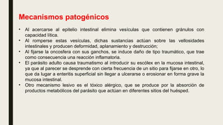 Mecanismos patogénicos
• Al acercarse al epitelio intestinal elimina vesículas que contienen gránulos con
capacidad lítica.
• Al romperse estas vesículas, dichas sustancias actúan sobre las vellosidades
intestinales y producen deformidad, aplanamiento y destrucción;
• Al fijarse la oncosfera con sus ganchos, se induce daño de tipo traumático, que trae
como consecuencia una reacción inflamatoria.
• El parásito adulto causa traumatismo al introducir su escólex en la mucosa intestinal,
ya que al parecer se desprende con cierta frecuencia de un sitio para fijarse en otro, lo
que da lugar a enteritis superficial sin llegar a ulcerarse o erosionar en forma grave la
mucosa intestinal.
• Otro mecanismo lesivo es el tóxico alérgico, que se produce por la absorción de
productos metabólicos del parásito que actúan en diferentes sitios del huésped.
 