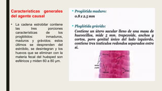 Características generales
del agente causal
• La cadena estrobilar contiene
las tres porciones
características de los
proglótidos: inmaduros,
maduros y grávidos; estos
últimos se desprenden del
estróbilo, se desintegran y los
huevos que se eliminan con la
materia fecal del huésped son
esféricos y miden 60 a 80 μm.
 