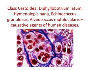 Class Cestoidea: Diphyllobotrium latum,
Hymenolepis nana, Echinococcus
granulosus, Alveococcus multilocularis –
causative agents of human diseases.
 
