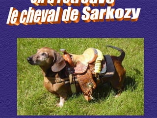 On a retrouvé  le cheval de Sarkozy 