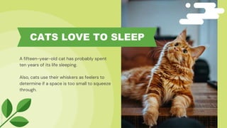 A fifteen-year-old cat has probably spent
ten years of its life sleeping.
Also, cats use their whiskers as feelers to
determine if a space is too small to squeeze
through.
CATS LOVE TO SLEEP
 