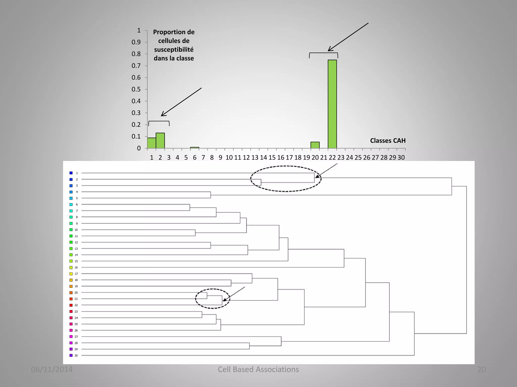 1 
0.9 
0.8 
0.7 
0.6 
0.5 
0.4 
0.3 
0.2 
0.1 
0 
Proportion de 
cellules de 
susceptibilité 
dans la classe 
Classes CAH 
1 2 3 4 5 6 7 8 9 10 11 12 13 14 15 16 17 18 19 20 21 22 23 24 25 26 27 28 29 30 
06/11/2014 Cell Based Associations 20 
 